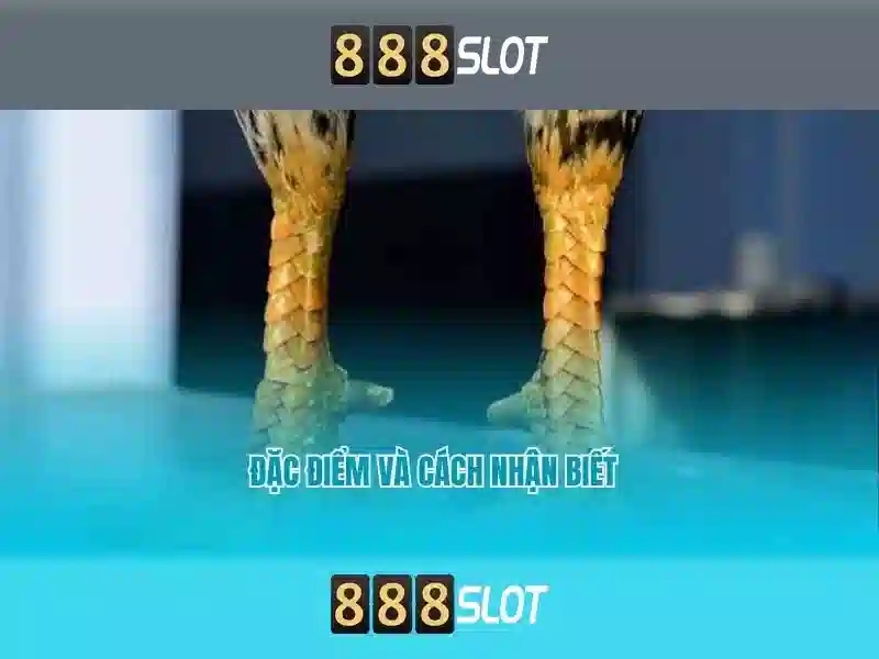 Giới Thiệu Về 888SLOT